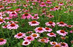 高品質松果菊沁香花卉苗木供應與批發指南